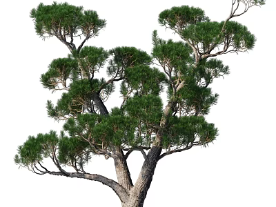 Evergreen Shrub With Dense Needle Like Foliage And Branchy Structure For Garden Landscaping 3d model