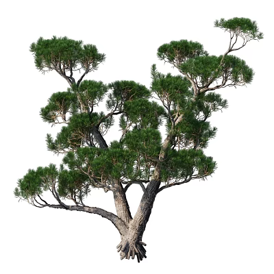 Evergreen Shrub With Dense Needle Like Foliage And Branchy Structure For Garden Landscaping 3d model