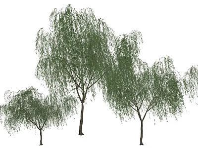 Weeping Willow Arbor With Green Drooping Leaves And Various Sizes In Natural View 3d model