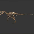 Modern skeleton dinosaur skeleton dinosaur fossil 3d model
