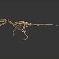 Modern skeleton dinosaur skeleton dinosaur dinosaur fossil 3d model