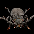 Large Black Flying Beetle With Long Antennae And Legs On Black Background