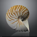 Nautilus Shell With Orange And White Stripes In Spiral Shape On Shiny Surface