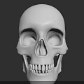White Human Skull Model with Detailed Anatomical Structure Isolated on Dark Background 3d model