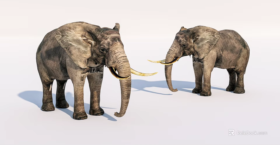 Two African Elephants With Long Tusks Standing On White Background 3d model 