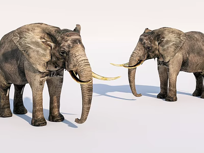 Two African Elephants With Long Tusks Standing On White Background 3d model