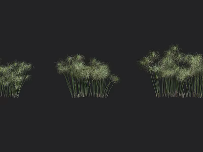 Various Types of Green Grass Plants in Natural Growth Arrangements 3d model