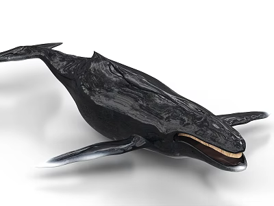 Black Whale Aquatic Animal with Open Mouth and Detailed Skin Texture 3d model