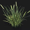 Lush Green Grass With White Spikelets Growing On Black Background