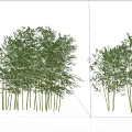 Tall Green Bamboo Plants Growing Under Blue Sky With White Clouds