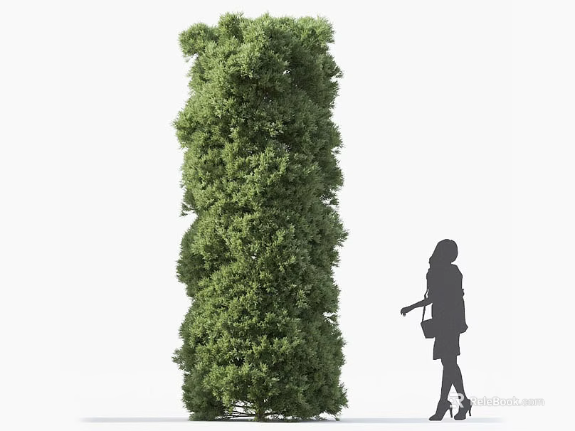 Tall Green Columnar Shrub With Female Silhouette On White Background 3d model 