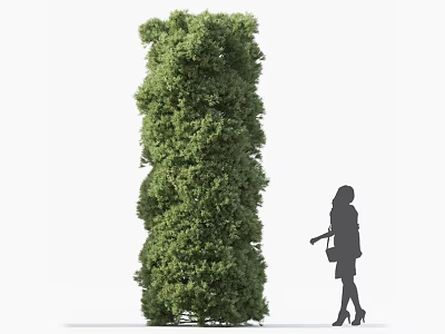Tall Green Columnar Shrub With Female Silhouette On White Background 3d model