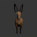 Detailed Brown Ibex Model With Large Curved Horns Standing On Neutral Gray Background
