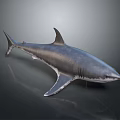 Isolated Detailed 3D Rendered Shark Model On Dark Background With Reflection