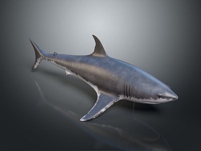 Modern shark great white shark whale shark hammerhead shark 3d model