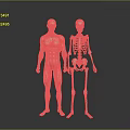 Detailed 3D Human Anatomy Illustration Featuring Muscular System And Skeleton Structure