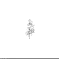 Birch Tree With White Bark And Slender Branches Against Black Background 3d model