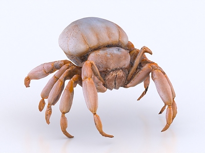 crab spider crab spider insect model