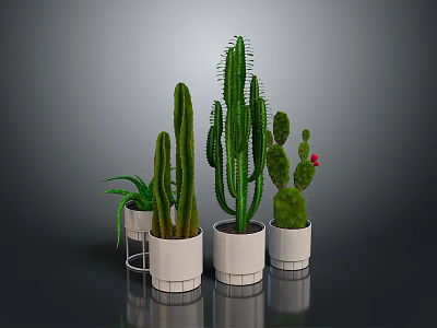 Various Cacti and Succulents in White Pots on Reflective Floor with Gray Background 3d model