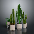 Various Cacti and Succulents in White Pots on Reflective Floor with Gray Background
