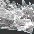 Detailed Reptile Head With Spiked Scales And Mythical Features In Close Up