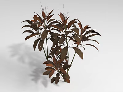 Lush Shrub With Dark Red Leaves And Dense Branch Structure In Natural Light 3d model