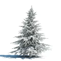 Lush Green Pine Tree With Dense Branches In Natural Environment