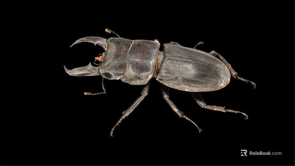 Stag Beetle A Flying Insect With Large Mandibles And Shiny Black Exoskeleton 3d model 