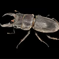 modern beetle insect 3d model