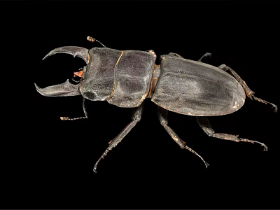 Stag Beetle A Flying Insect With Large Mandibles And Shiny Black Exoskeleton 3d model