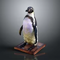 Realistic Mounted Taxidermy Penguin Standing In Natural Posture On Polished Wooden Base