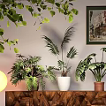 Decorative Potted Houseplants In White Terracotta Pots On Wooden Cabinet With Leafy Decor And Floor Lamp