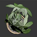 Potted Indoor Plant With Green Leaves In Woven Basket Container