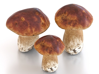 Boletus Mushroom Shiitake 3d model