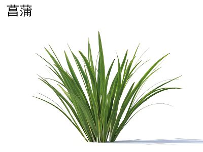 Sweet Flag Plant With Fresh Long Green Leaves For Garden Decor 3d model