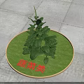 Healthy Fresh Vegetable Plant Placed on Green Mat with Red Text