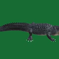 Black Crocodile With Open Mouth And Sharp Teeth On Green Background Showing Fierce Look