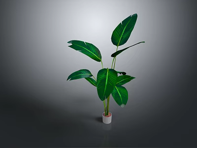 Tropical Banana Leaf Plant With Large Green Leaves In White Pot For Indoor Decoration 3d model
