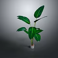 Tropical Banana Leaf Plant With Large Green Leaves In White Pot For Indoor Decoration