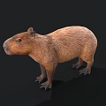 Realistic 3D Capybara Model With Brown Fur Standing On Black Background 3d model