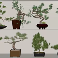 Multiple Bonsai Plants Displayed on Shelves with Curved Branches and Green Foliage