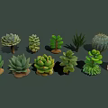 Diverse Succulent Plants Collection With Various Shapes Textures And Green Foliage