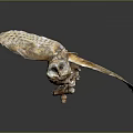 Flying Animal Owl Skeleton with Spreading Wings Against Gray Gradient Background and Clear Reflection Below 3d model
