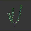 Plant Featuring Two Main Pink Stems Green Leaves Purple Flowers On Gray Background With Reflection