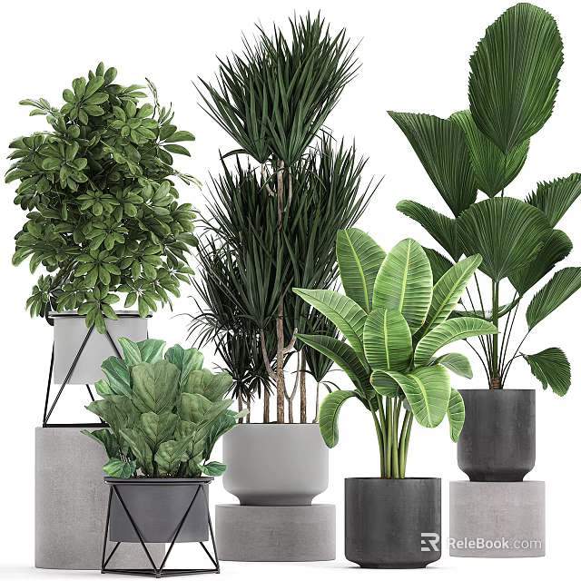 Various Green Potted Plants With Large Leaves And Modern Geometric Planters 3d model 