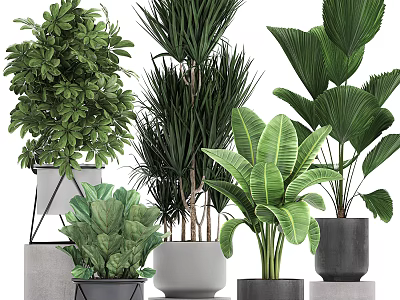 Various Green Potted Plants With Large Leaves And Modern Geometric Planters 3d model