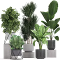 Various Green Potted Plants With Large Leaves And Modern Geometric Planters