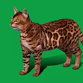 Spotted Cat With Brown And Black Coat Standing On Green Background