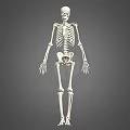 Medical Equipment Human Skeleton Model with Anatomical Details for Education