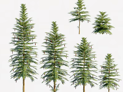 Tall and Short Pine Trees With Green Needles And Pine Cones 3d model